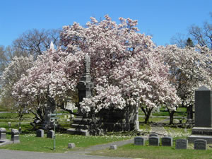 Woodlawn Cemetery 3